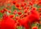 Close up of a wild poppies field-shallow DOF