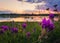 Close up of wild, purple flowers blooming in the meadow near lake over sunset background in a calm summer evening