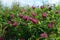 A close up of wild purple flowers of zigzag clover (Trifolium medium) in the field