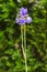 Close up of a Wild Purple Iris on a tall, slender, stem