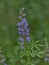 Close Up of Wild Purple Lupine