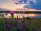 Close up of wild, purple shrub flowers blooming in the meadow near lake over sunset background in a calm summer evening