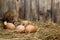 Close-up wild rat  lurk near eggs in the poultry house.