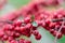 Close-up of wild red berries, rowan bush.