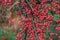 Close-up of wild red berries, rowan bush.