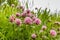 Close up wild red clover, Trifolium pratense, a perennial and common in Europe especially in natural meadows