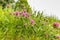 Close up wild red clover, Trifolium pratense, a perennial and common in Europe especially in natural meadows