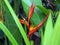 Close-up of a wild red and orange Strelitzia plant with flower in a forest in tropical Suriname South-America