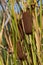 Close up of wild reeds