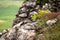 Close up of wild savage flora vegetation in mountains