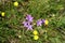 A close up of wild spreading bellflowers (Campanula patula)