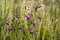 A close up of wild spreading bellflowers (Campanula patula) in dew, selective focus, natural blurred background