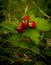 Close up of wild strawberries