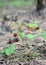 A close up on wild strawberry, woodland, Alpine, Carpathian, European strawberry, Fragaria vesca plant with red ripe berries in