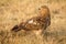 A close up of a wild Tawny eagle Aquila rapax from the nature reserve Mara North Conservancy in Kenya.