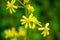 Close-up wild Tephroseris crispa yellow flowers