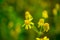 Close-up wild Tephroseris crispa yellow flowers