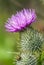 Close up of wild thistle