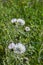 Close-up of Wild Thistle Blossom, Plumeless Thistles, Carduus, Nature, Macro