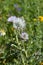 Close-up of Wild Thistle Blossom, Plumeless Thistles, Carduus, Nature, Macro