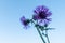 Close up wild thistle growing outside in a field, against blue sky at dusk.