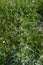 Close-up of Wild Thistle, Plumeless Thistles, Carduus