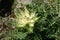 Close up of a wild thistle rosette