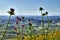 Close-up of Wild Thistles in Bloom Typical of the Macchia Mediterranea, Sicilian Landscape, Italy, Europe