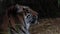 Close-up on a wild tiger. Portrait of a big cat - a tigress. Background of wild animals. Tiger in the wild forest.