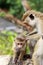 Close up of wild toque macaque Macaca sinica mother delousing baby monkey