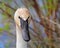 Close up of a wild Trumpeter Swan looking at camera