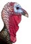 Close-up of Wild Turkey, Meleagris gallopavo