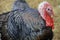 Close-up of Wild Turkey Rooster, VA