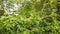 Close-up on the wild vegetation at the edge of the field