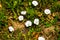 Close up of wild white bindweed flower isolated in a garden