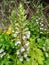 Close-up of wild white flower of Bear`s Breeches - Acanthus mollis