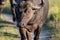 Close up Wild Wildebeest Face and Horns Detail