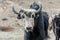 Close up of wild yaks in grassland