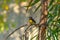 Close up of wild yellow canary passerine bird  on branch, natural tree background in Singapore