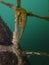 Close up of a wild yellow colored Whites seahorse Hippocampus Whitei clinging at the shark net of Watsons Bay aquatic pool