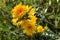 Close-up of Wild Yellow Thistles Flowering, Nature, Macro, Sicily