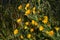 Close-up of Wild Yellow Thistles Flowering, Nature, Macro, Sicily