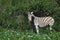 Close up of a wild Zebra feeding on blue wildflowers. Photographed while on safari in South Africa