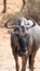 Close up of a wildebeest