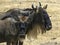 Close up of a wildebeest bull and cow standing together at ngorongoro crater