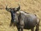 Close up of a wildebeest in masai mara, kenya