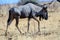 Close up of a Wildebeest walking past