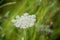 Close up of wildflower Pimpinella saxifraga