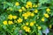 Close-up of wildflowers general planm view on top