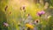 Close up of wildflowers sunlight bokeh effect vibrant meadow natural background